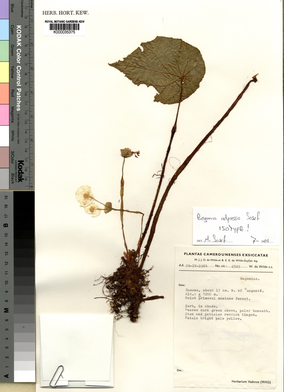 B. adpressa